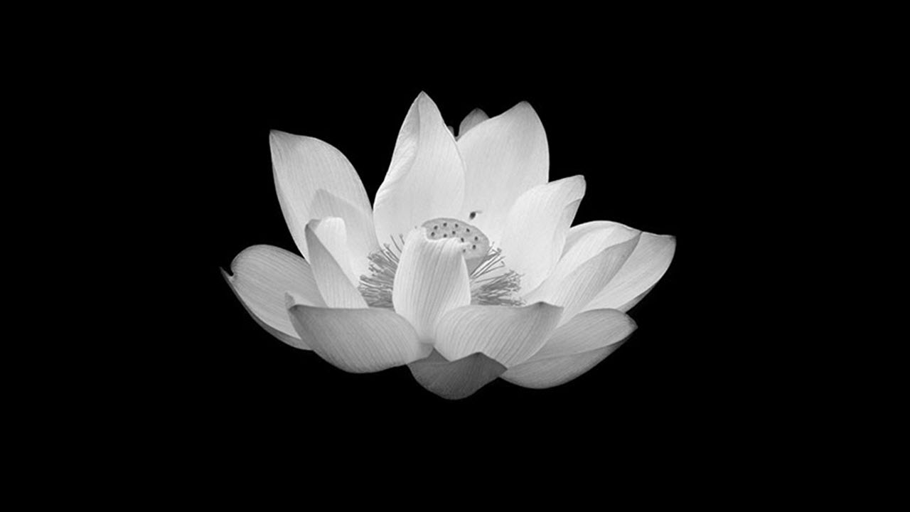 Bộ thuế tập luyện hình hình họa hoa sen white nền đen ngòm với trên 999+ hình hình họa ...