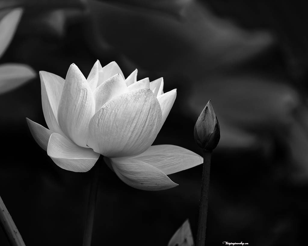 Das schönste weiße Lotus-Foto mit schwarzem Hintergrund, unglaublich scharf