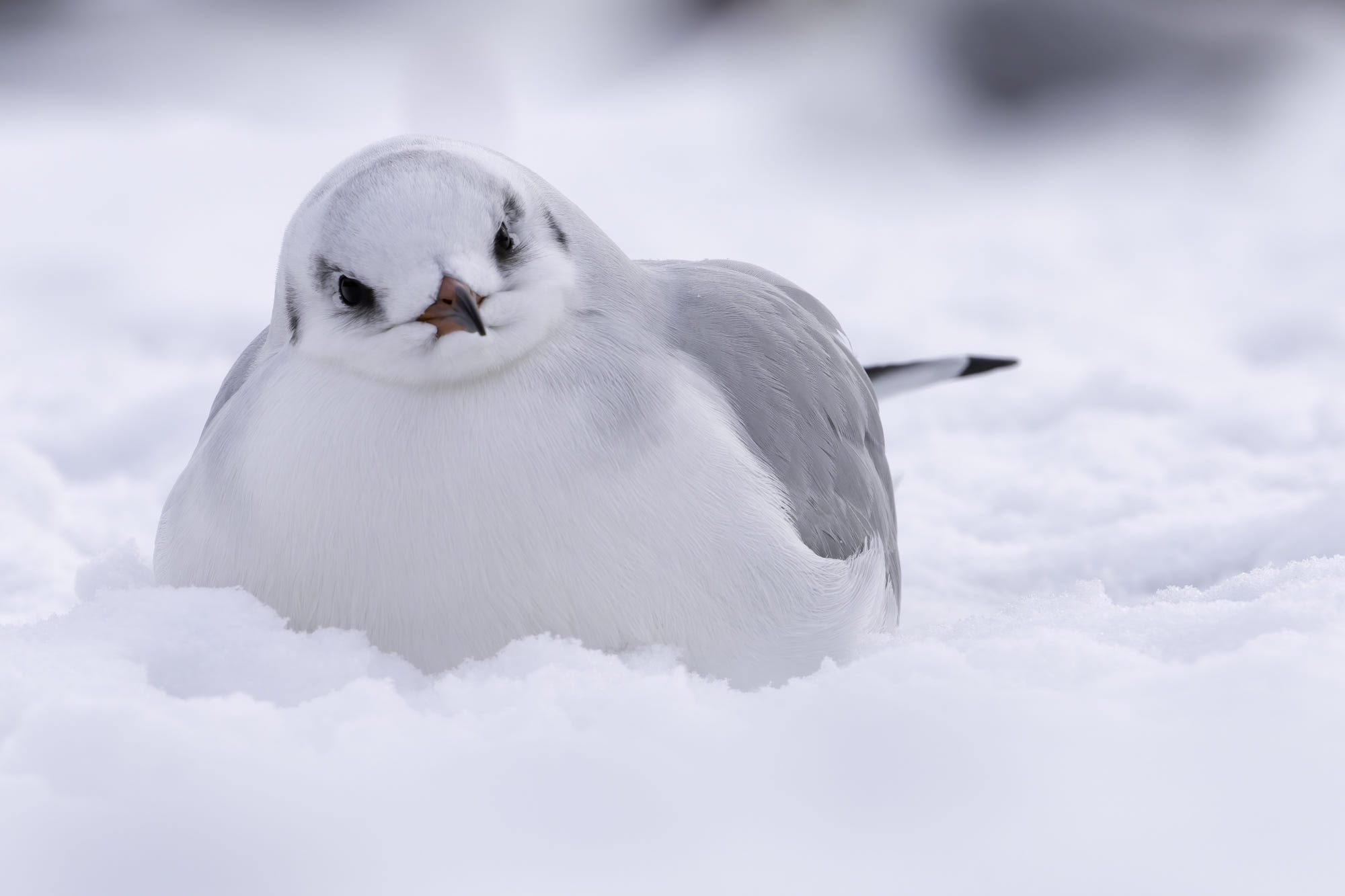 Ngắm những hình ảnh tuyết rơi mùa đông đẹp nhất trên khắp thế giới KhoaHoctv