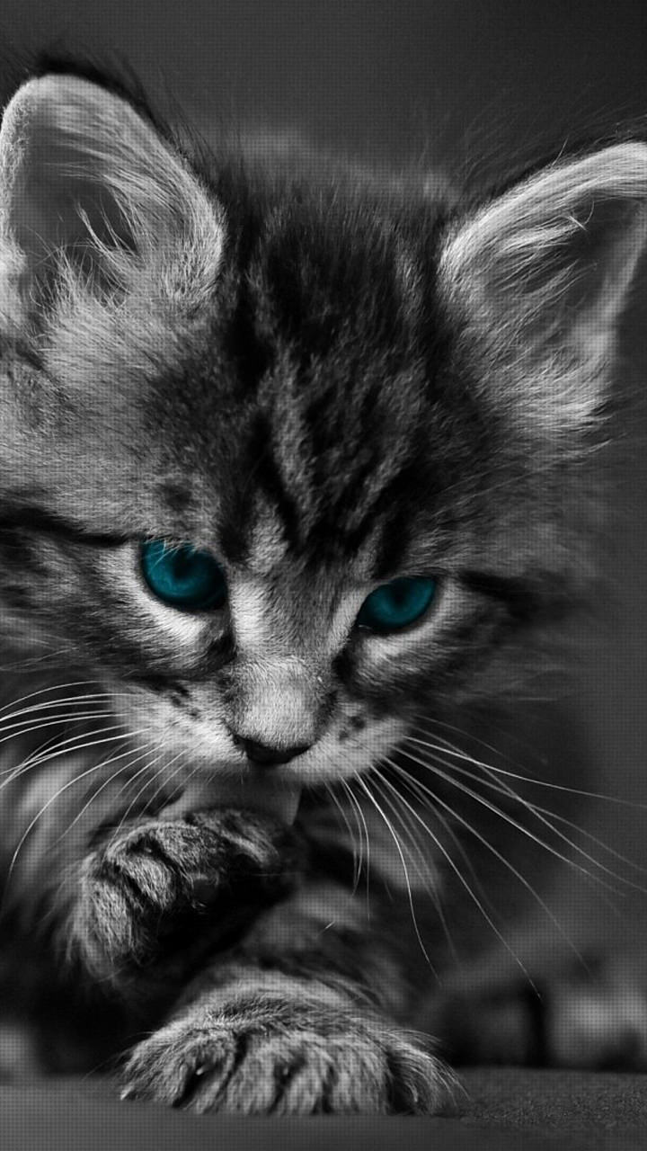 50 hình ảnh mèo đen black cat đẹp và dễ thương nhất  Mèo đen Họ mèo  Chó mèo