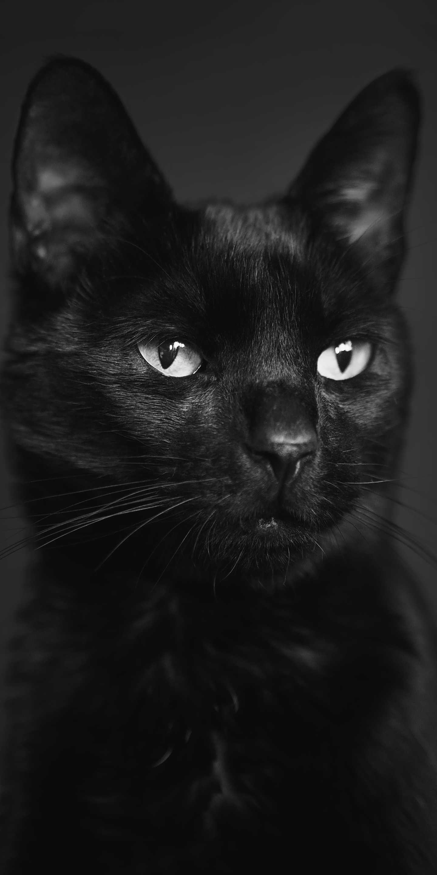 Top 101 ảnh mèo đen đẹp nhất