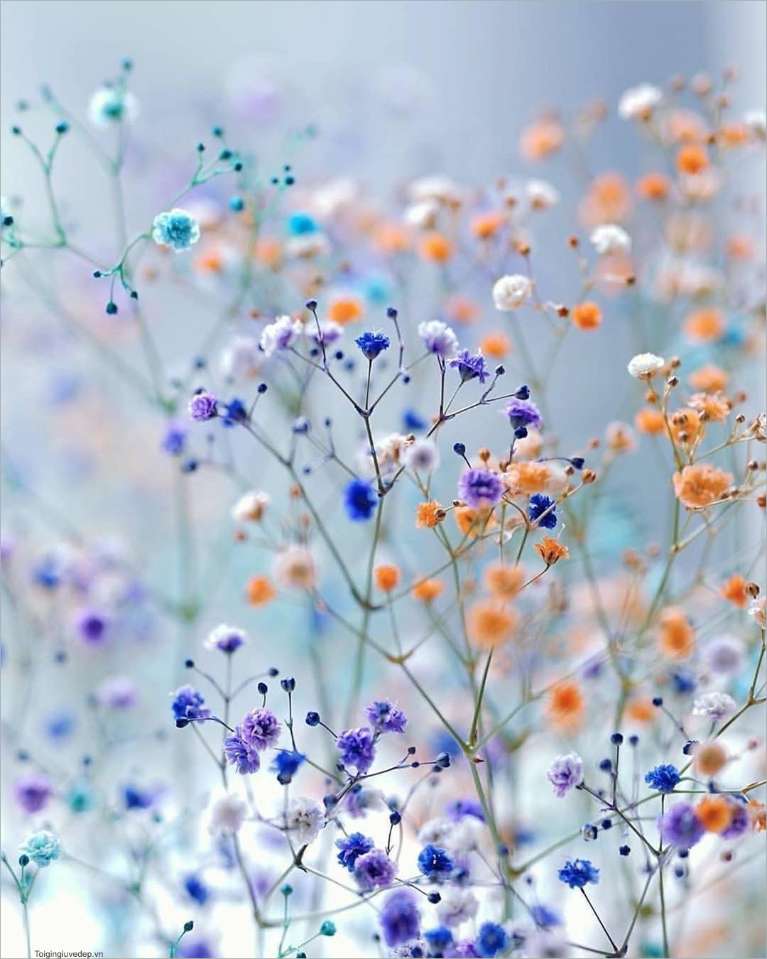 Hình nền hoa đẹp cho bạn thêm yêu đời