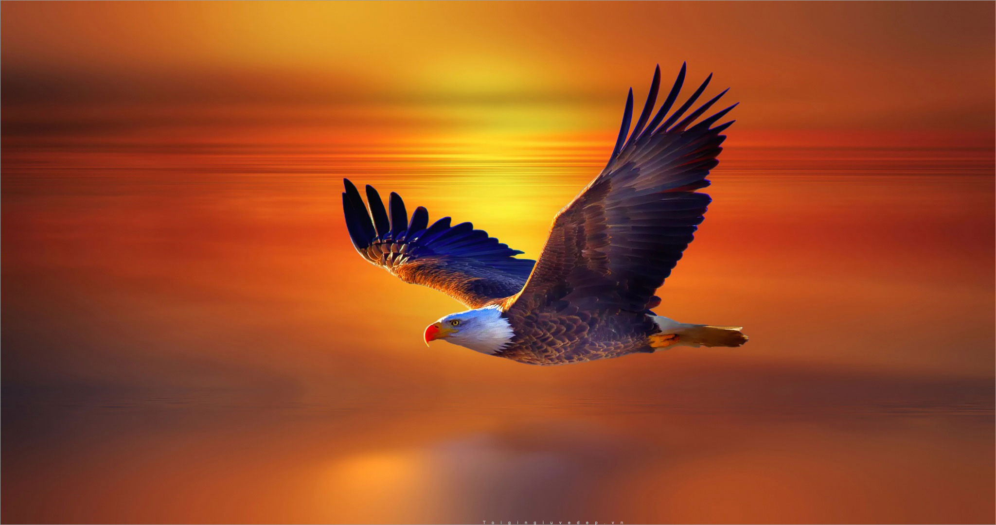 Chim Ưng Đại Bàng Đuôi Trắng Ảnh miễn phí trên Pixabay