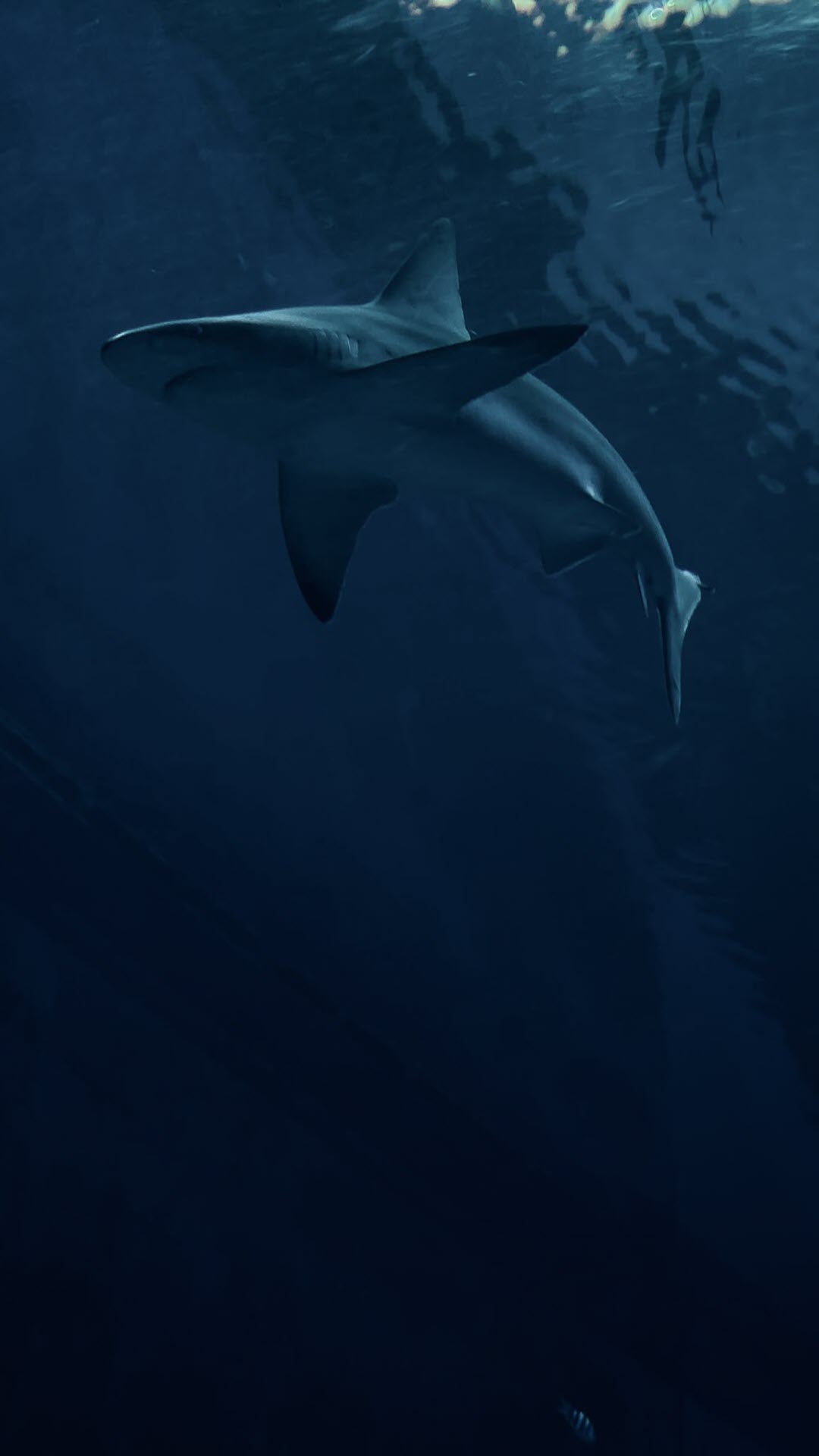 Cá Mập Hình Nền Động  Ứng dụng trên Google Play