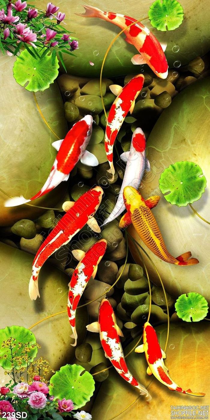hình ảnh Nước dưới nước bơi lội Đóng lên Hình ảnh mát mẻ bể nuôi cá Cá vàng Koi Cơ thể Hình nền máy tính sinh vật biển Cá rạn san