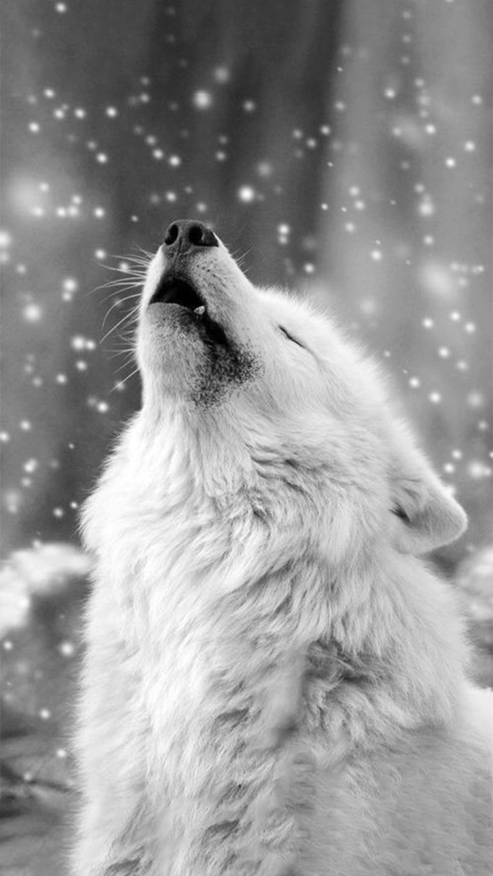 Hình nền 3D  Chó sói cực đẹp