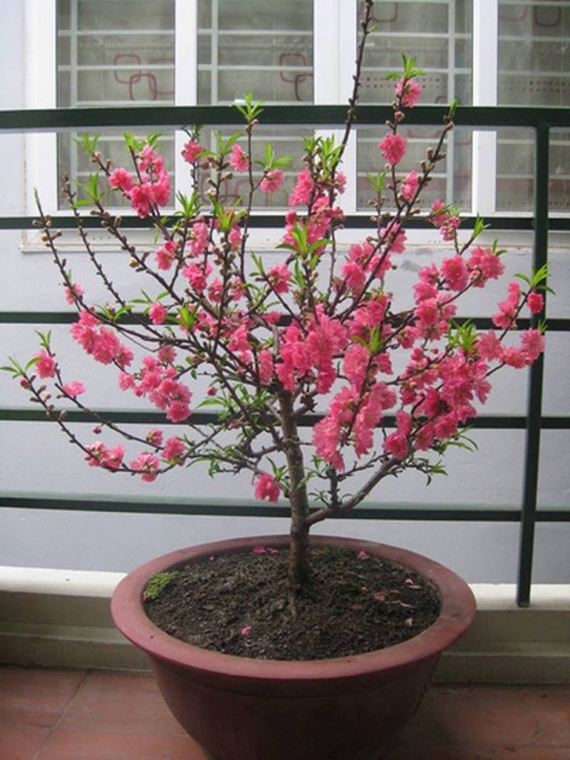Cây hoa đào ngày Tết  Biểu tượng mùa xuân xứ Bắc  SanGia VN