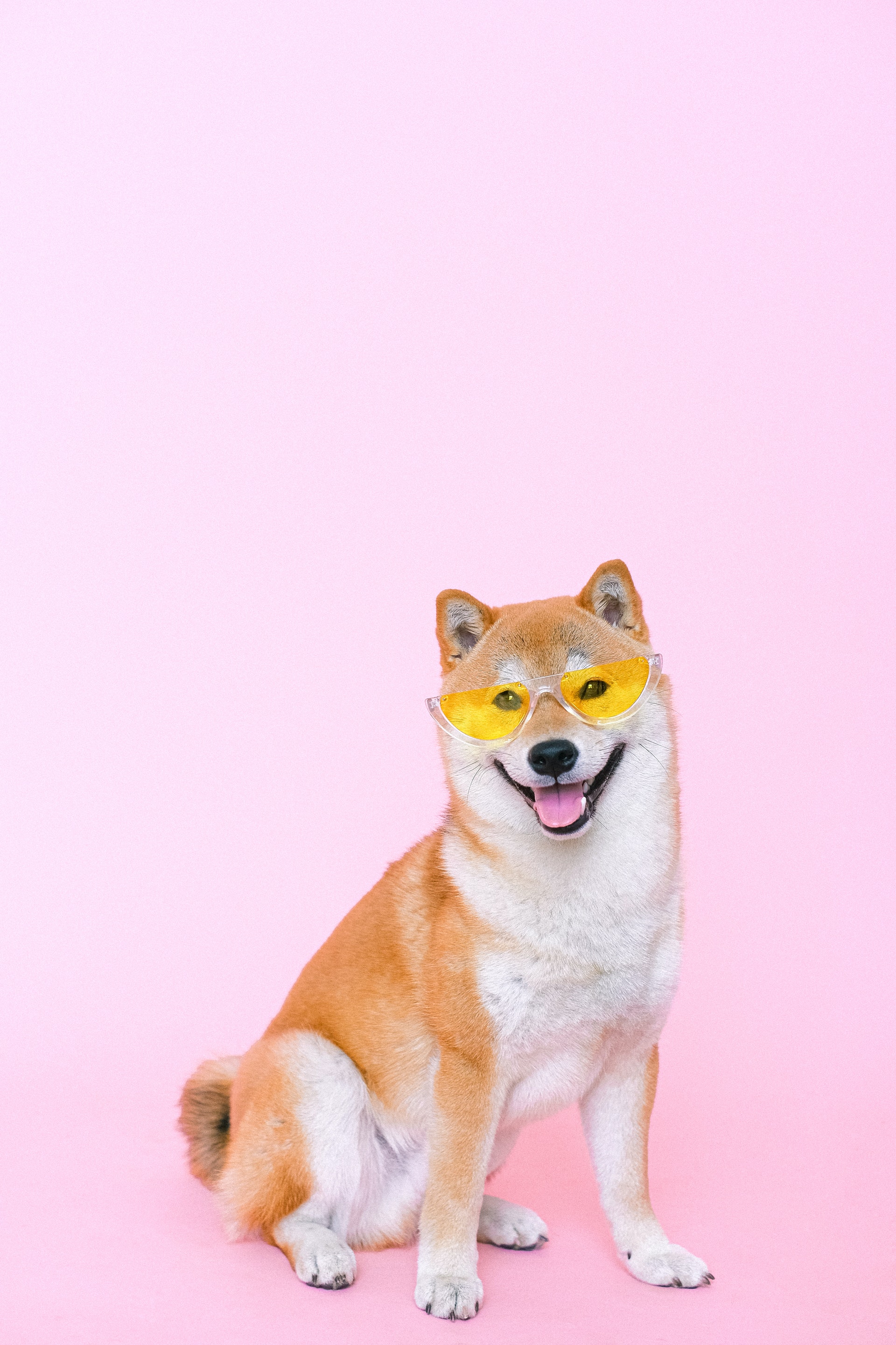 Những hình ảnh siêu yêu của chú chó Shiba tinh nghịch khi cosplay