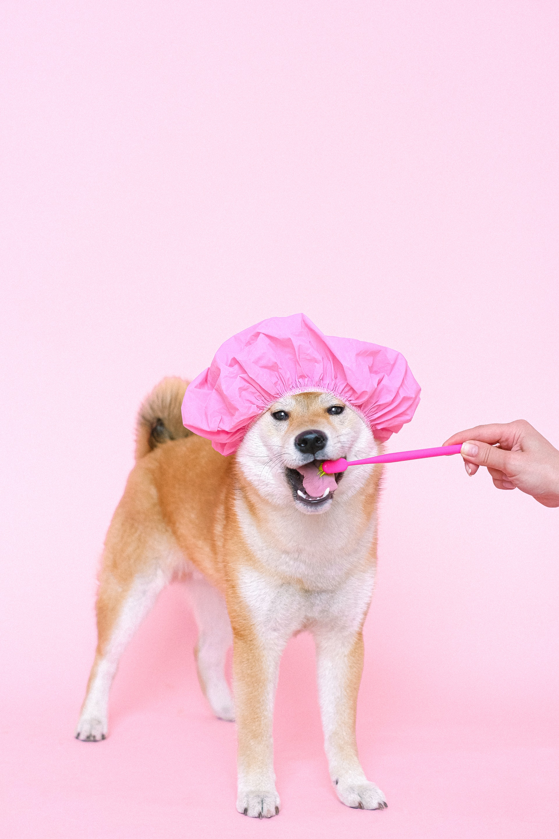 122 hình ảnh chó shiba cute chibi chế full HD hài nhất  ALONGWALKER