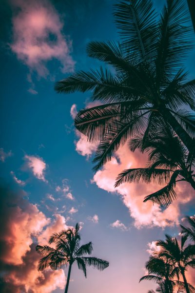 Hình nền bầu trời và bóng cây dừa