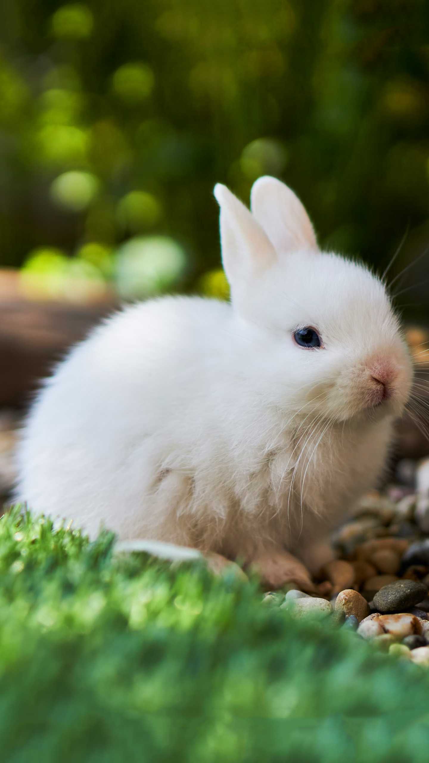 Chia sẻ nhiều hơn 107 hình nền con thỏ cute tuyệt vời nhất thdonghoadian