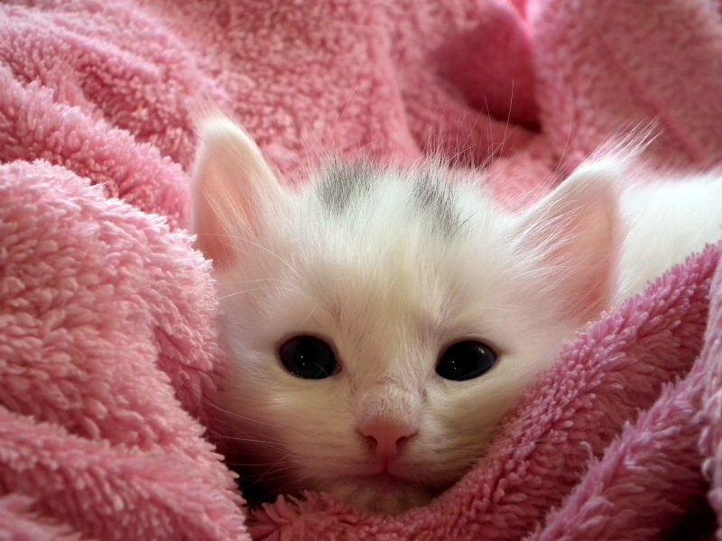 Ảnh chú mèo siêu baby cute