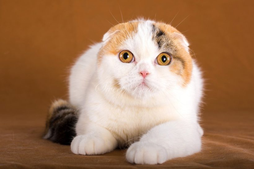 Hình hình ảnh mèo xinh đẹp đôi mắt vàng