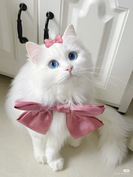 Hình hình ảnh mèo xinh đẹp đôi mắt xanh rờn mang lại năng lượng điện thoại