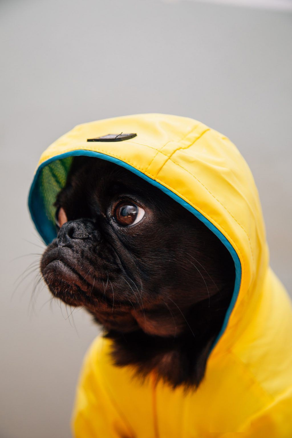 500 Pug  hình ảnh chó pug đẹp nhất  Pixabay
